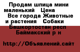 Продам шпица мини маленький › Цена ­ 15 000 - Все города Животные и растения » Собаки   . Башкортостан респ.,Баймакский р-н